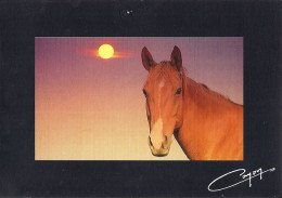 *CPM - Portrait De Cheval - Horses
