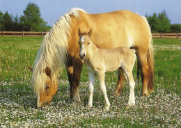 *CPM - Haflinger - Pouliche Et Son Poulain - Chevaux