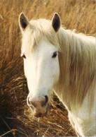 *CPM - Camarguais - Horses