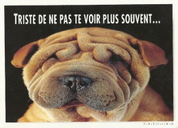 *CPM - Chien Sharpei - Triste De Ne Pas Te Voir Plus Souvent... - Humour