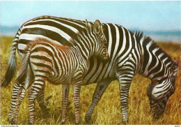 *CPM - Maman Zèbre Et Son Petit Dans La Savane - Zebra's