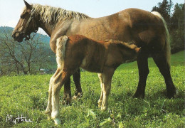 *CPM - Pouliche Et Son Poulain - Horses