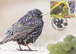 BABY BIRD OWLS,GRAPE,2014 MAXICARD,CARTES MAXIMUM ROMANIA. - Uilen