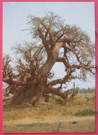 Sénégal - Un Baobab Centenaire, Symbole Du Sénégal - Très Bon état - Senegal