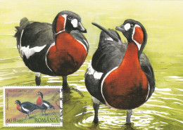 DUCKS,2007 MAXICARD,CARTES MAXIMUM ROMANIA. - Patos