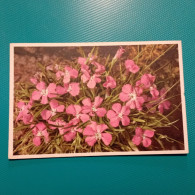 Cartolina Fiori Dianthus Glacialis. Non Viaggiata - Flowers