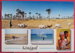 Visuel Pas Très Courant - Sénégal - Petite Côte - Forêt De Rôniers - Bolon De Fadiouth - Pêcheur à L'épervier - Sourires - Senegal
