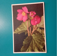 Cartolina Fiori Begonia Tuberhybrida - Flowers