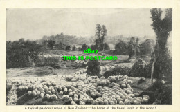 R599896 A Typical Pastoral Scene Of New Zealand. The Home Of The Finest Lamb In - Wereld