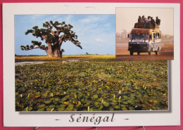 Sénégal - Baobab En Saison Des Pluies - Car Brousse Typique - Joli Timbre - Senegal