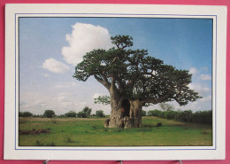 Sénégal - Le Baobab Caverne - Joli Timbre Football - Senegal