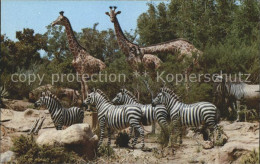 11767023 Disneyland_California African Veldt Zebras Giraffen  - Sonstige & Ohne Zuordnung