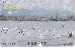 TARJETA DE JAPON DE UNOS CISNES (BIRD-PAJARO) CISNE - Andere & Zonder Classificatie