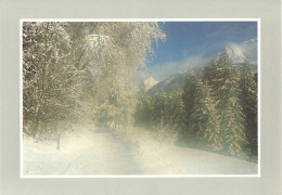 *CPM - Les Joies De La Neige 8502 - Sous Bois Sous La Neige - Fotografía