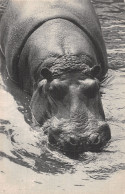 94-VINCENNES LE BOIS PARC ZOOLOGIQUE HIPPOPOTAMES-N°T5111-D/0183 - Vincennes