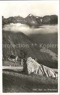 11758960 Braunwald GL Alp Kuehe Braunwald - Andere & Zonder Classificatie