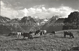 11758893 Braunwald GL Alp Kuehe Selbsanft Bifertenstock Toedi Braunwald - Andere & Zonder Classificatie