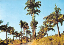 971-GUADELOUPE ALLEE DUMANOIR-N°C4089-B/0013 - Altri & Non Classificati