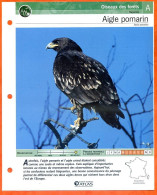 AIGLE POMARIN Oiseau Illustrée Documentée  Animaux Oiseaux Fiche Dépliante - Animaux