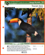 TOUCAN TOCO Oiseau Illustrée Documentée  Animaux Oiseaux Fiche Dépliante - Dieren