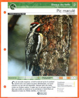 PIC MACULE Oiseau Illustrée Documentée  Animaux Oiseaux Fiche Dépliante - Animali