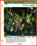 POUILLOT VERDATRE Oiseau Illustrée Documentée  Animaux Oiseaux Fiche Dépliante - Tiere
