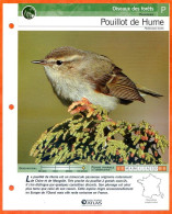 POUILLOT DE HUME Oiseau Illustrée Documentée  Animaux Oiseaux Fiche Dépliante - Dieren