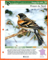 PINSON DU NORD Oiseau Illustrée Documentée  Animaux Oiseaux Fiche Dépliante - Animaux