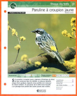 PARULINE A CROUPION JAUNE Oiseau Illustrée Documentée  Animaux Oiseaux Fiche Dépliante - Animaux