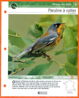 PARULINE A COLLIER Oiseau Illustrée Documentée  Animaux Oiseaux Fiche Dépliante - Dieren