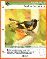 PARULINE FLAMBOYANTE Oiseau Illustrée Documentée  Animaux Oiseaux Fiche Dépliante - Animals