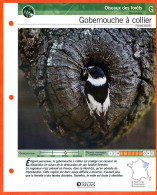 GOBEMOUCHE A COLLIER Oiseau Illustrée Documentée  Animaux Oiseaux Fiche Dépliante - Dieren