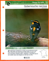 GOBEMOUCHE NARCISSE Oiseau Illustrée Documentée  Animaux Oiseaux Fiche Dépliante - Animali