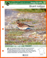 BRUANT RUSTIQUE Oiseau Illustrée Documentée  Animaux Oiseaux Fiche Dépliante - Animaux