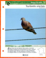 TOURTERELLE ORIENTALE Oiseau Illustrée Documentée  Animaux Oiseaux Fiche Dépliante - Animaux