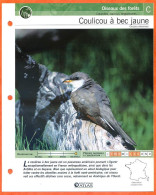 COULICOU A BEC JAUNE Oiseau Illustrée Documentée  Animaux Oiseaux Fiche Dépliante - Dieren