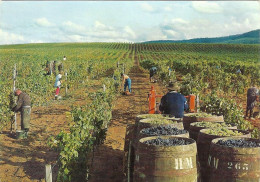 *CPM - 39 - ARBOIS - Vendange - Domaine Françoise De Montfort - Propriété Henri Maire - Arbois