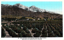 San Antonio And Orange Groves California Reached Via Union Pacific System Railway Trains - Culturas