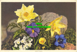 R599408 Alpine Flowers. Stehli. No. 664 - Wereld