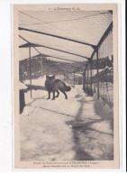 GERARDMER : Ranch De Fachepremont, Jeune Femelle Née Au Ranch - Très Bon état - Gerardmer