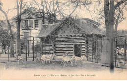 PARIS - Au Jardin Des Plantes - Les Gazelles à Bezoard- Très Bon état - Arrondissement: 05