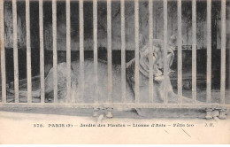 PARIS - Jardin Des Plantes - Lionne D'Asie - Félis Leo - Très Bon état - Arrondissement: 05