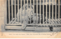 PARIS - Au Jardin Des Plantes -  Desta, Lion D'Abyssinie - Très Bon état - Arrondissement: 05