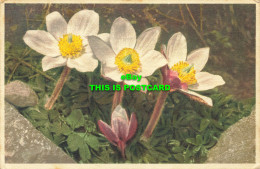 R599588 Spring Anemone. Stehli. 1947 - Monde
