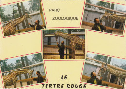 72 - LA FLECHE - PARC ZOOLOGIQUE - TERTRE ROUGE - ZOO - GIRAFLES - BEL AFFRANCHISSEMENT PONS-SUR-LE-LOIR - BON ETAT - La Fleche