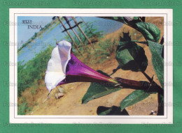 INDIA Inde Indien - PURPLE DATURA / DATURA METEL Picture Post Card - Devil's Trumpet Flower, Postcard, Toxic Plants - Plantas Tóxicas