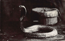 Malaysia - Cobra - REAL PHOTO - Publ. Unknown  - Malaysia