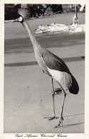 Kenya - East African Crowned Crane - Publ. Pegas Studio Africa In Pictures - Kenia