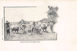 Thailand - Siamese Life At The Paddy Fields - Publ. J. Antonio 667. - Thaïlande