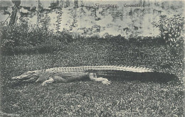 Singapore - Crocodile - Publ. Wilson & Co. 1535 - Singapour